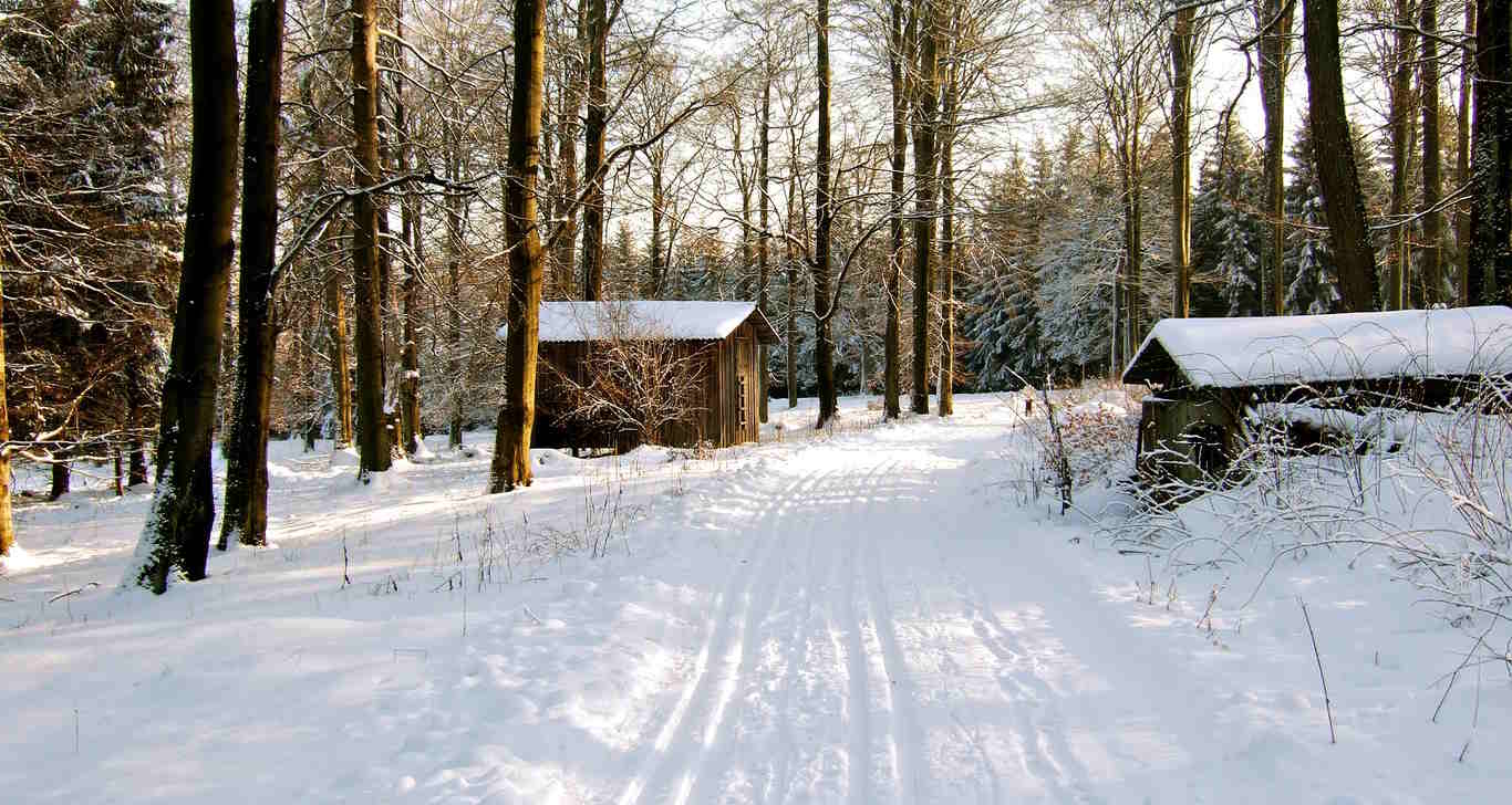 Kuvassa talvinen metsa