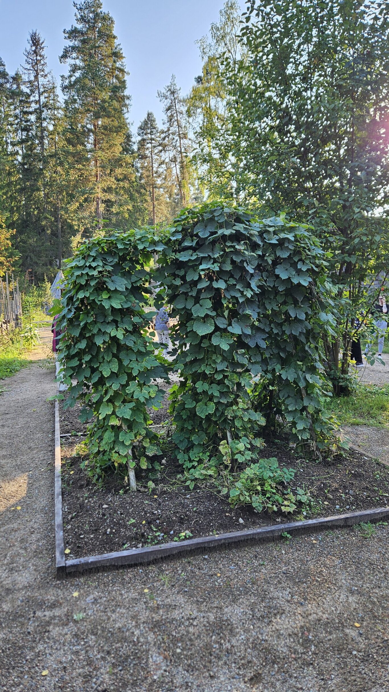 20240904_172207 Humalapenkki puutarhassa, taustalla metsää.