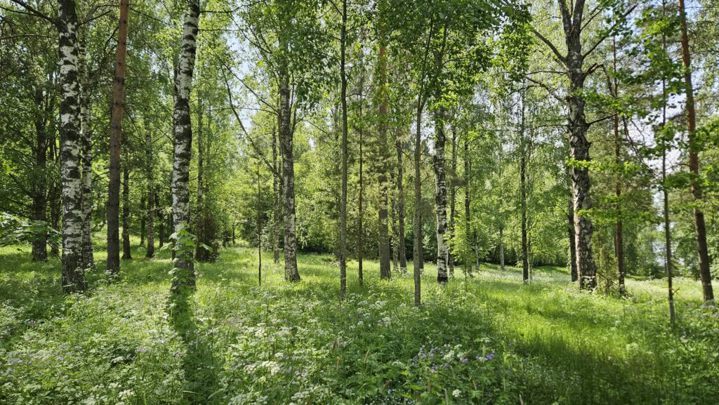 Sekametsä aurinkoisena kesäpäivänä.