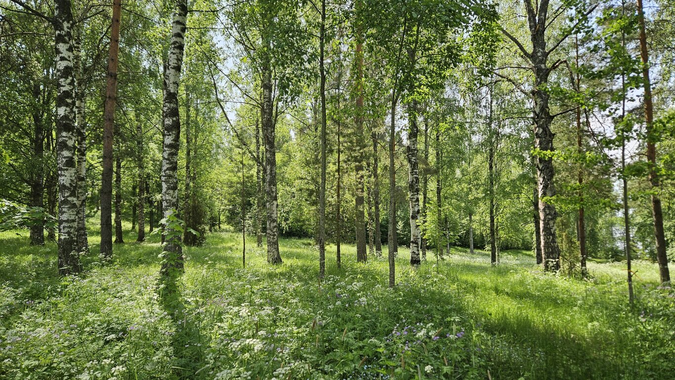 Sekametsä aurinkoisena kesäpäivänä.