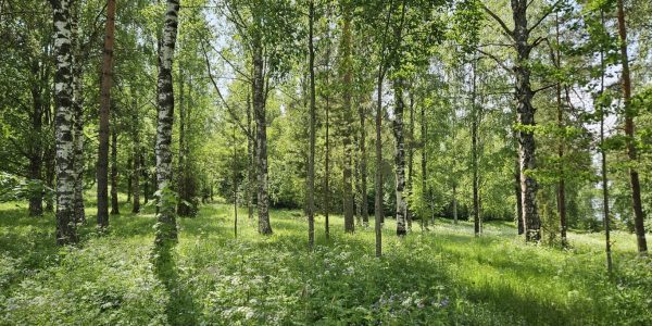Sekametsä aurinkoisena kesäpäivänä.
