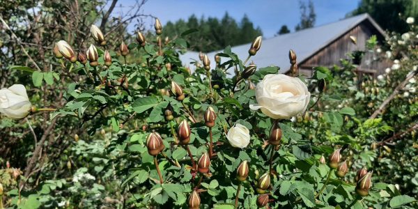 Juhannusruusu kukkii