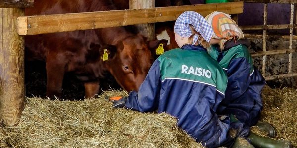 Ollinahon tila, Kangasniemi 2