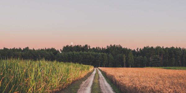 pexels-przemek-markowski-2454287-10414152 (1)